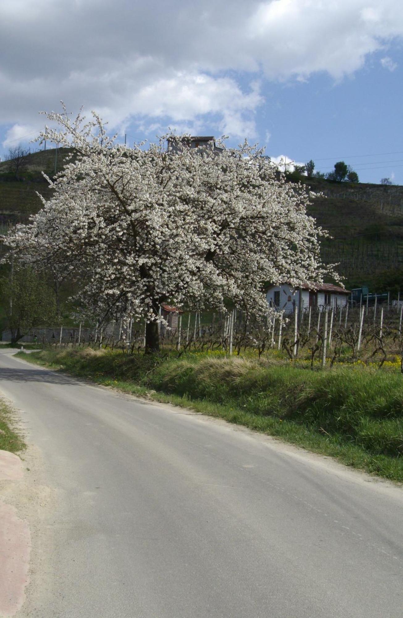 Bauernhof La Martinella