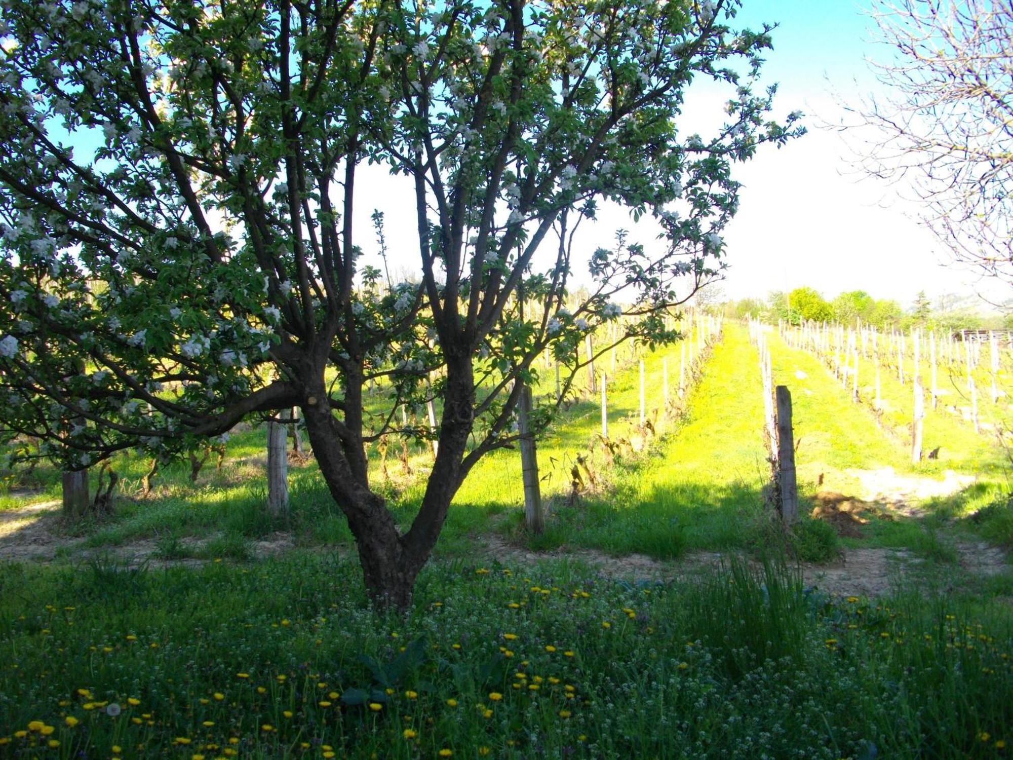 La Martinella *